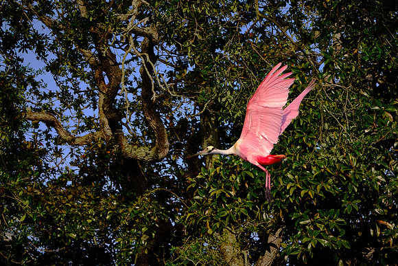 Roseate Spoonbill