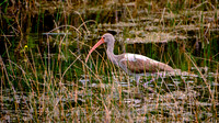 2022 Mar - Everglades, FL