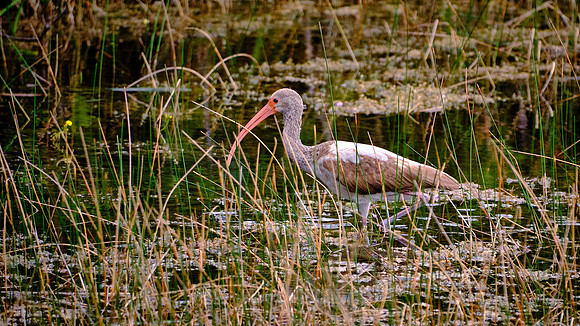 White Ibis (juvenile), Mahogany Hammock, Everglades National Park