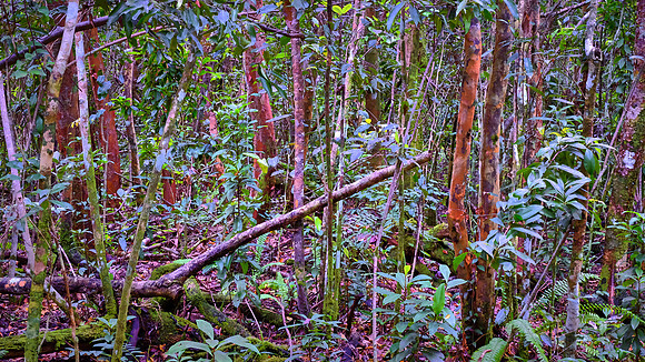 Mahogany Hammock, Everglades National Park