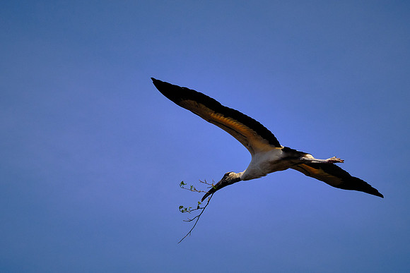 Wood Stork