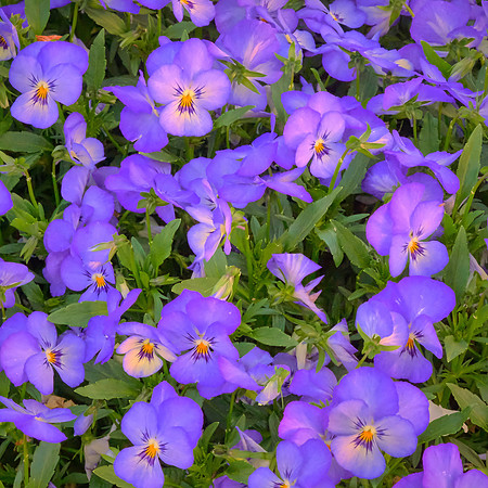 Spring flowers at the Pines, Davidson, NC