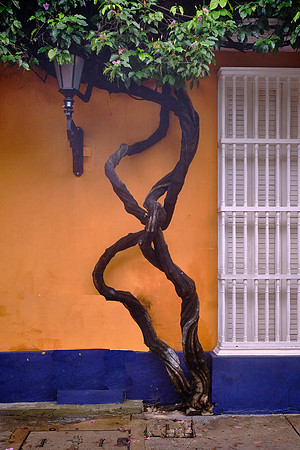 Ancient entwined vines are common.
