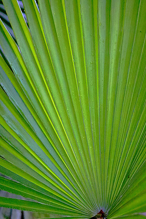 Mahogany Hammock, Everglades National Park