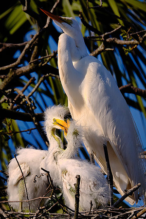 Great Egret