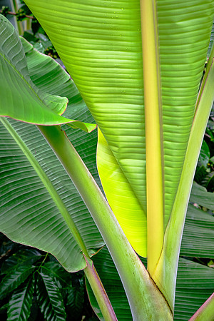 Frequently plantains are scattered among the coffee plants.