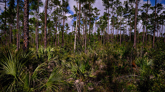 Mahogany Hammock, Everglades National Park