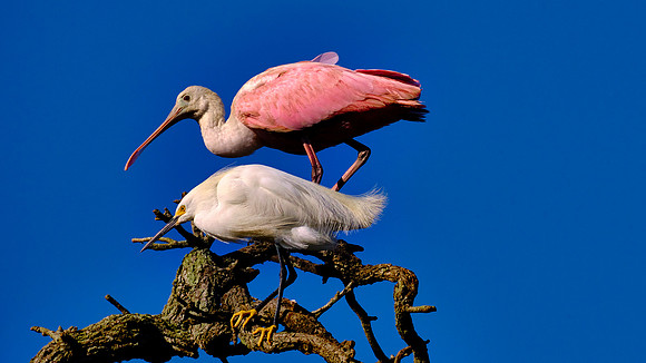 Roseate Spoonbill and Great Egret, Alligator Farm Zoological Park, St. Augustine, Florida