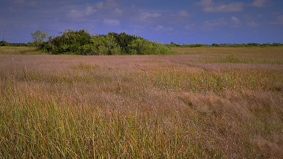 Mahogany Hammock, Everglades National Park