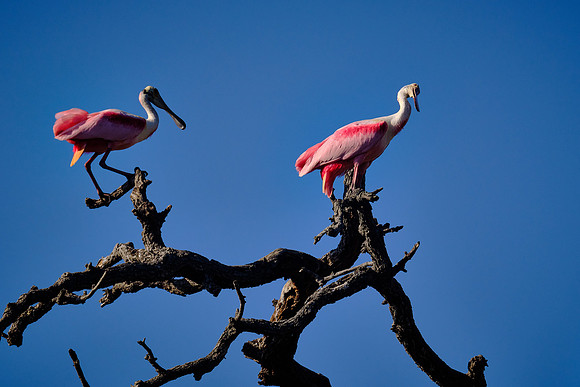 Roseate Spoonbill