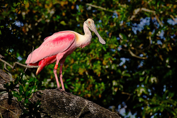 Roseate Spoonbill