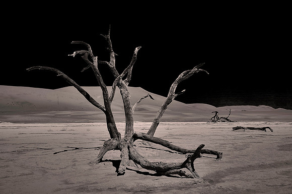 Skeleton trees and dunes of Namib-Naukluft National Park, Namibia