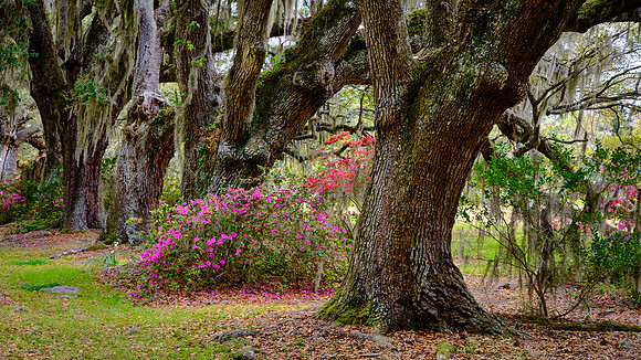 Magnolia Plantation, Charleston, SC