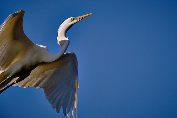 Great Egret