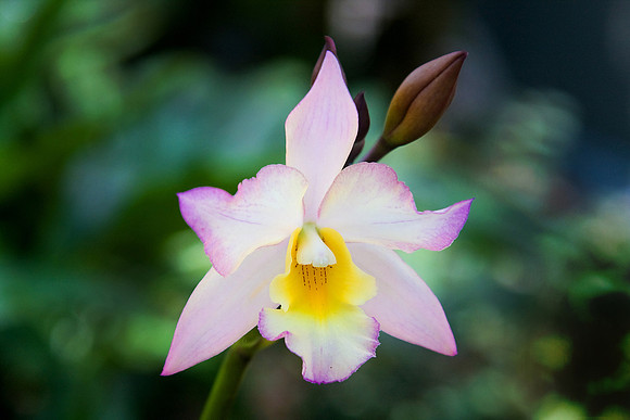 Daniel Stowe Botanical Gardens