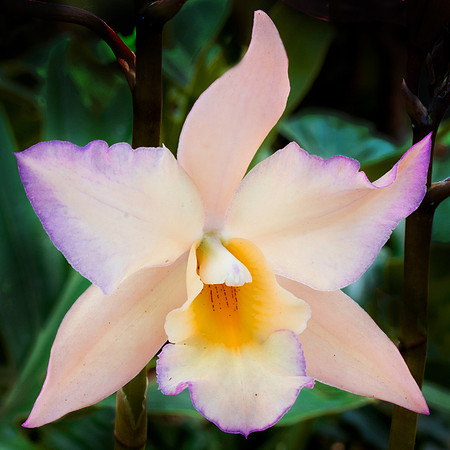 Daniel Stowe Botanical Gardens