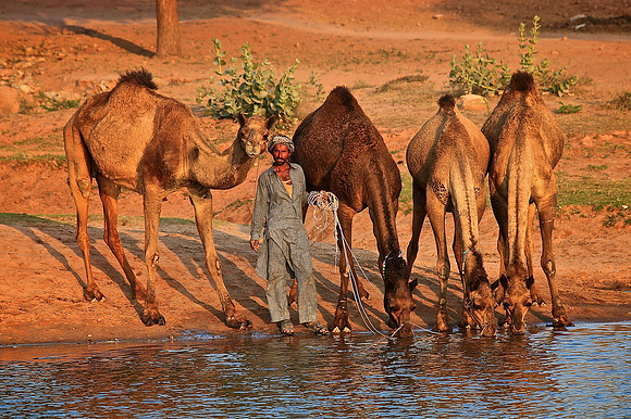 Nagaur Camel and Livestock Fair, Nagaur, Rajasthan