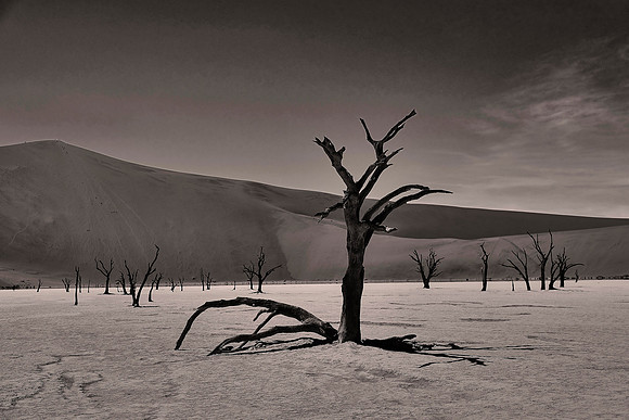 Skeleton trees and dunes of Namib-Naukluft National Park, Namibia