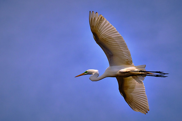 Great Egret