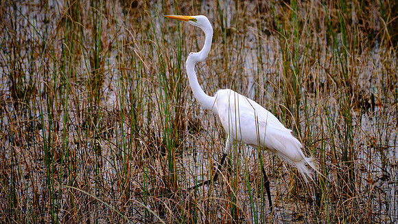 Great Egret, Mahogany Hammock, Everglades National Park