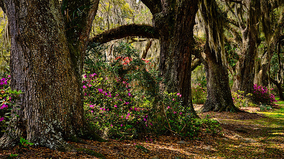 Magnolia Plantation, Charleston, SC