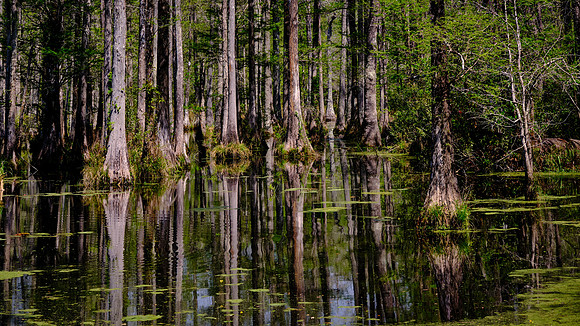 Cypress Gardens, Moncks Corner, SC