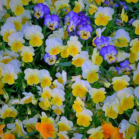 Spring flowers at the Pines, Davidson, NC
