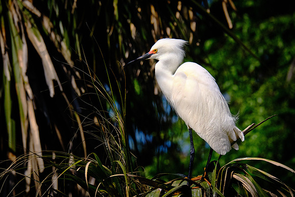Snowy Egret