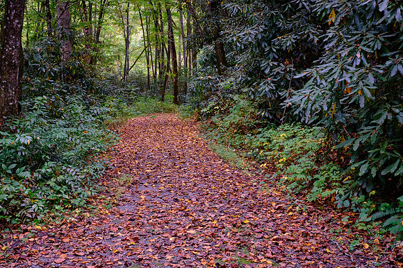 On the trail to Mingus Mill, GSMNP.