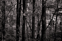 2024 Sept - Great Smoky Mountains National Park in B&W