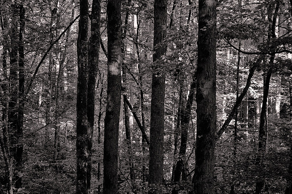 Straight Fork - Raven Fork, GSMNP