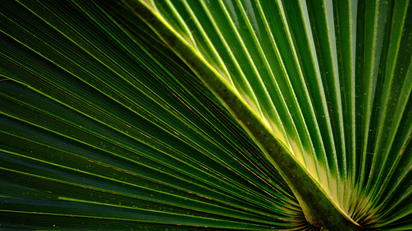 Mahogany Hammock, Everglades National Park