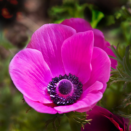 Daniel Stowe Botanical Gardens