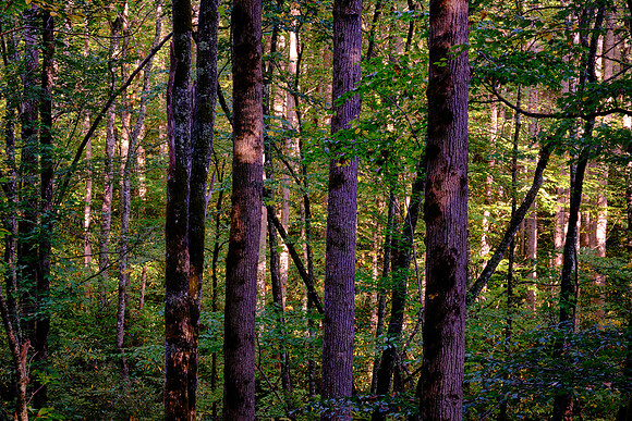 Straight Fork - Raven Fork, GSMNP