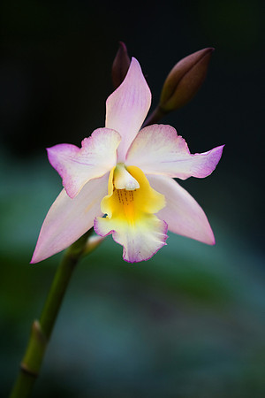 Daniel Stowe Botanical Gardens
