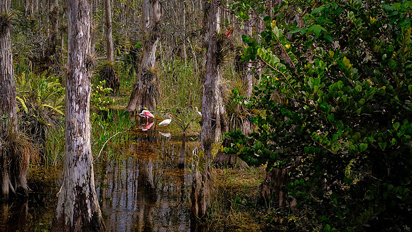 On the Loop Road in Big Cypress Swamp, Big Cypress National Preserve