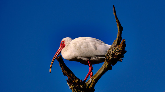White Ibis, Alligator Farm Zoological Park, St. Augustine, Florida