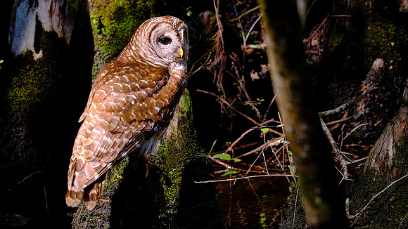 Barred Owl, Francis Beidler Forest Audubon Center & Sanctuary