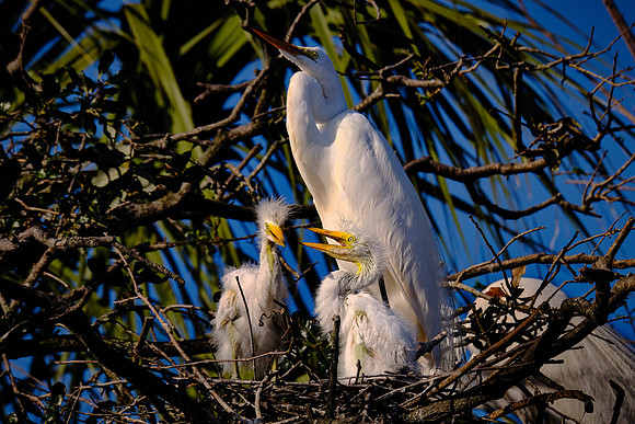 Great Egret