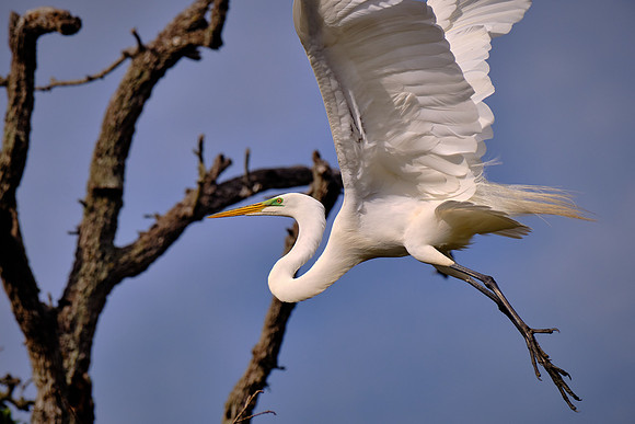 Great Egret
