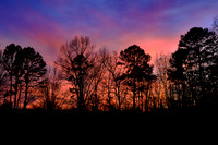 2025 Jan - My Backyard