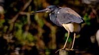 2022 Mar - Everglades, FL
