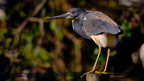 Tri-colored Heron, Alligator Farm Zoological Park, St. Augustine, Florida
