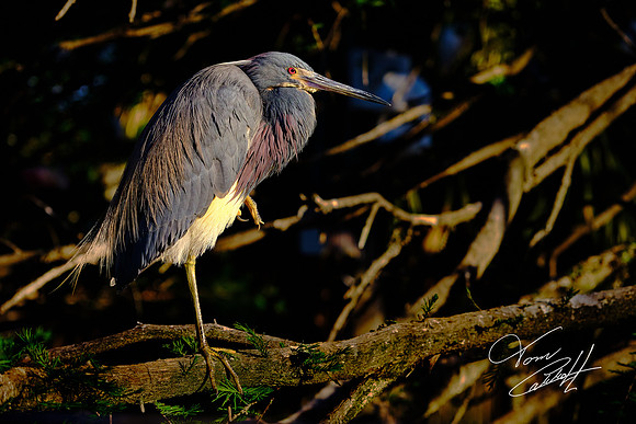 Tricolored Heron