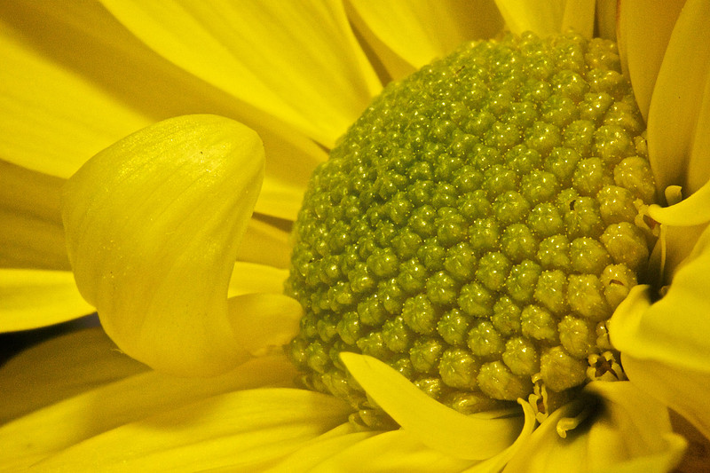 Andrea's Flowers, Herndon, VA