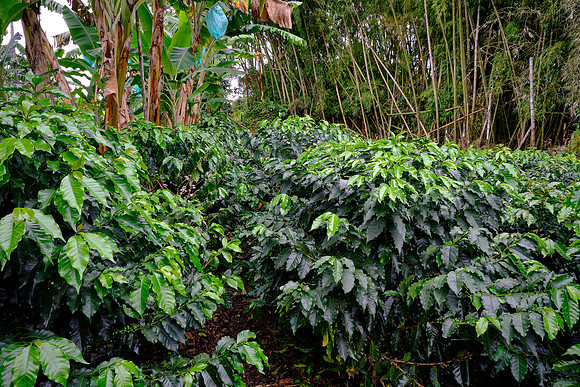 Most coffee species are small trees, not shrubs or bushes.