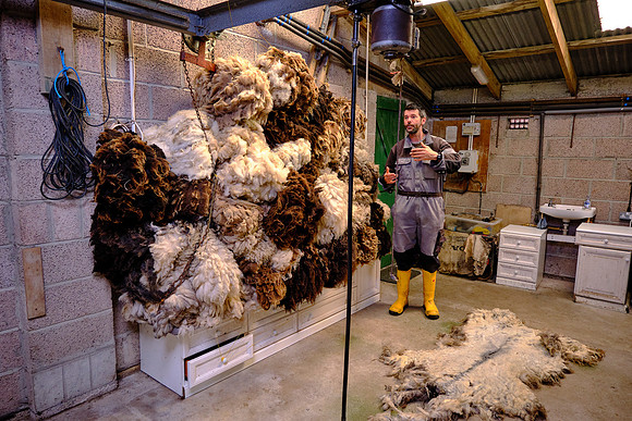 Chris sheers and sells the wool from his Shetland sheep each year.