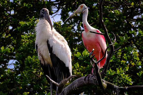 Wood Stork and Roseate Spoonbill