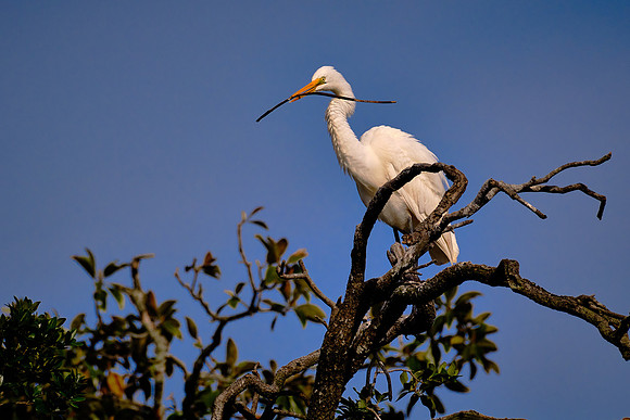 Great Egret