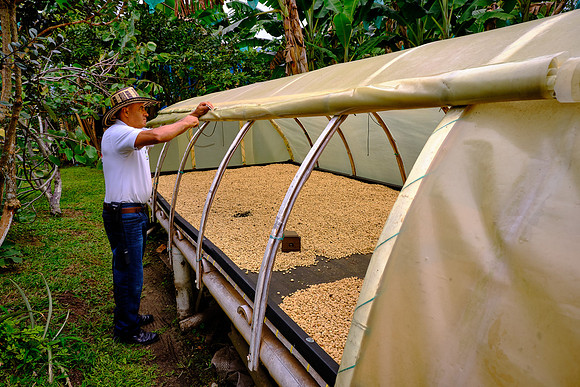 The harvested beans can spend 1 or 2 days in a drying rack.